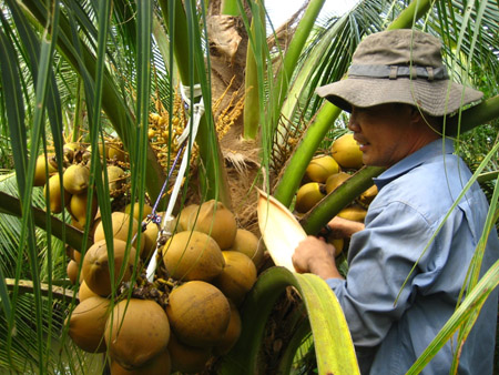 Anh Lê Minh Đức đang chăm sóc vườn dừa.