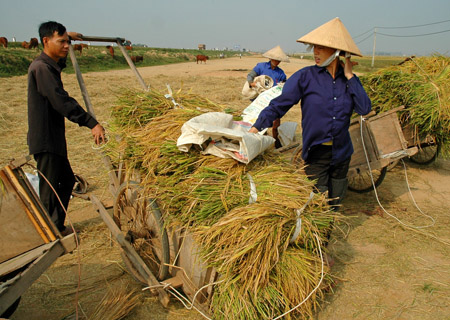 Thu hoạch lúa ở cánh đồng mẫu lớn tại huyện  Vị Thủy, Hậu Giang.  
