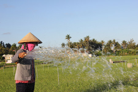 Người dân sử dụng nguồn nước tưới từ hồ chứa Thới Lới.