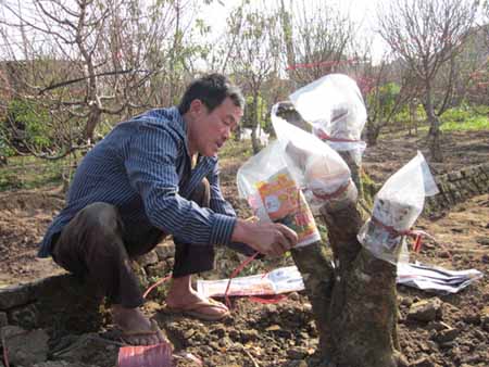 Anh Nguyễn Văn Minh đang chăm chút gốc đào rừng để đầu tư cho các vụ tiếp theo. Ảnh Đ.T.