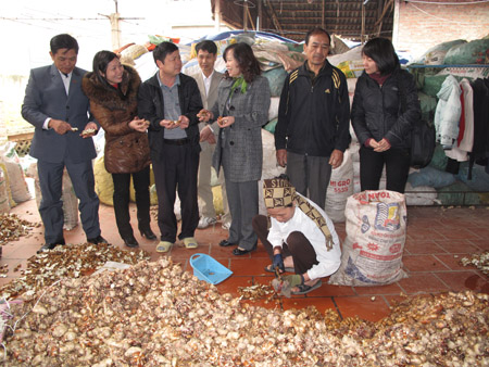 Mô hình trồng và chế biến dược liệu ở xã Bình Minh, huyện Khoái Châu, Hưng Yên do Quỹ HTND T.Ư Hội đầu tư.