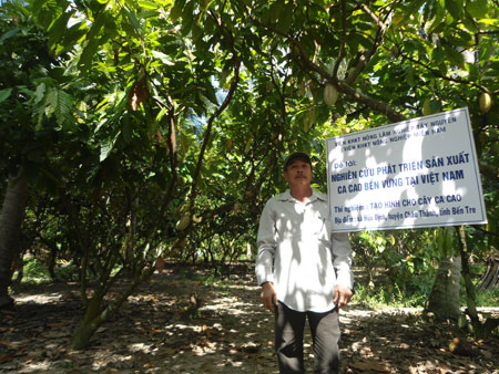 Ca cao trồng xen vườn dừa mang lại thu nhập ổn định cho nhiều nông dân. Ảnh: Công Thành.