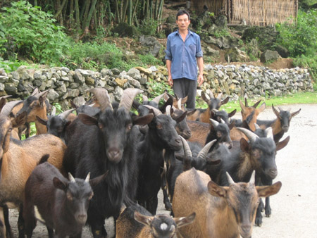 Tín dụng ưu đãi đã giúp nhiều hộ đồng bào dân tộc xã Trường Hà, huyện Hà Quảng (Cao Bằng) thoát nghèo từ mô hình chăn nuôi gia súc. 