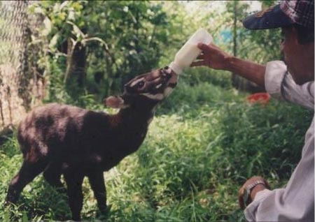 Cá thế sao la được giải cứu tại xã Dương Hòa (TT-Huế) năm 1998 (ảnh Khu bảo tồn)