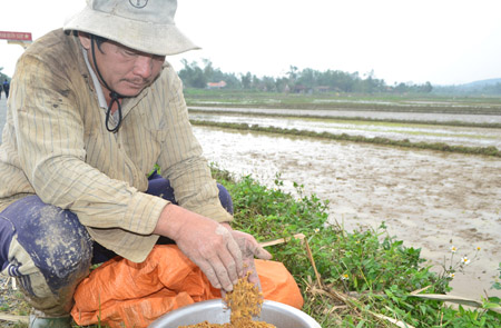 Nhiều nông dân rầu rĩ vì thóc giống hỗ trợ nảy mầm quá kém.