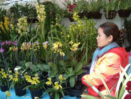 Địa lan nở sớm vừa được trưng bày vừa được bán tháo ở phiên chợ hoa Đà Lạt sáng 29.12.