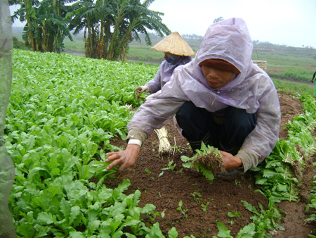 Nhiệt độ miền Bắc xuống thấp ảnh hưởng không nhỏ tới sản xuất nông nghiệp ở nhiều địa phương.