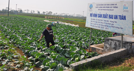 Các hộ nông dân trồng rau an toàn theo chuẩn GAP tại thôn Mễ Hạ, xã Yên Phú (Yên Mỹ, Hưng Yên). 