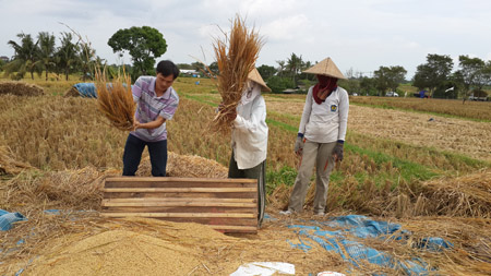 PV Thanh Xuân (trái) đập lúa cùng  nông dân Bali, Indonesia.