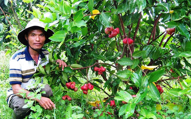 Di Linh mô hình trồng xen canh Cà phê  hồ tiêu hiệu quả cao  Tưới Nông  Nghiệp Tự Động