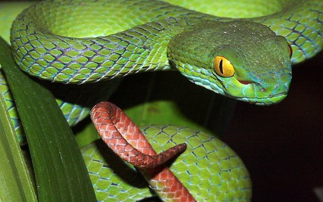 Nọc rắn: Hãy cùng đắm mình trong chuyến phiêu lưu căng thẳng để khám phá sự độc đáo của nọc rắn, một loài vật gây kinh ngạc nhất trong tự nhiên.