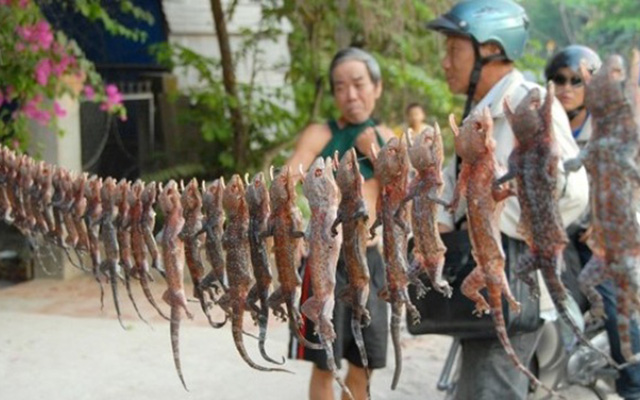 Tròn mắt thấy bò cạp, tắc kè, rắn rết ê hề như... rau tại chợ côn trùng cực “độc” miền Tây