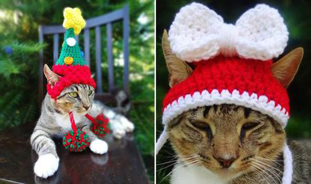 Mũ Noel cho mèo chắc chắn sẽ khiến cho những chú mèo của bạn trở nên phong cách và lộng lẫy hơn bao giờ hết trong mùa lễ hội. Hãy cùng xem hình ảnh này để lựa chọn cho bộ đồ cho mèo của mình thêm phần nổi bật nhé.