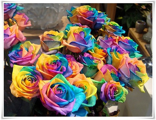Hoa hồng - biểu tượng của tình yêu và sự đam mê. Chắc hẳn bạn cũng yêu thích hoa hồng giống như chúng tôi đúng không? Hãy đón xem hình ảnh liên quan đến hoa hồng và tìm hiểu về sự đa dạng và quyến rũ của loại hoa này.