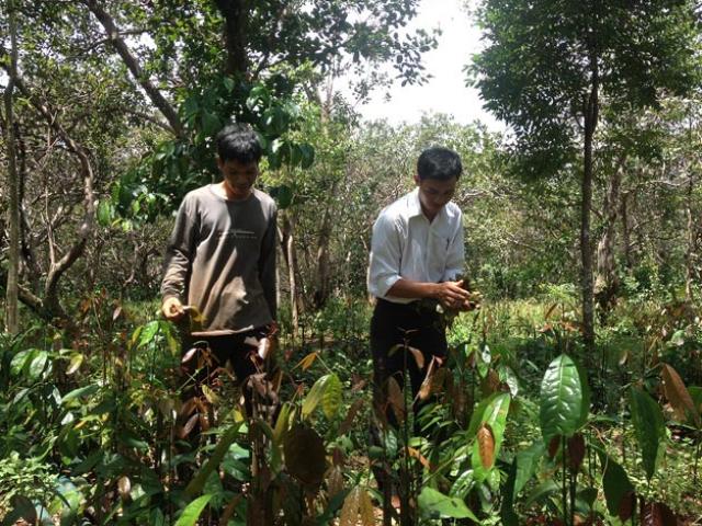 Trồng rau nhíp, đồng bào S’tiêng có thêm tiền mua gạo