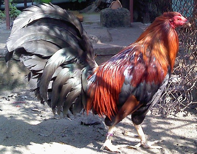 Bộ lông tuyệt đẹp của giống gà tre bản địa Việt Nam