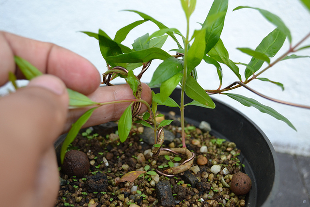 1447751845 bonsai from seed 21