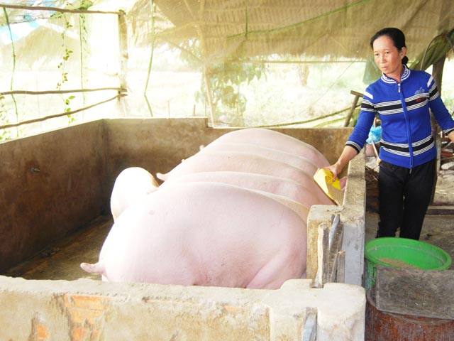 Hội nghị tổng kết Dự án xây dựng mô hình ứng dụng chế phẩm vi sinh vật  trong việc nuôi lợn thịt siêu nạc theo hướng an toàn sinh học