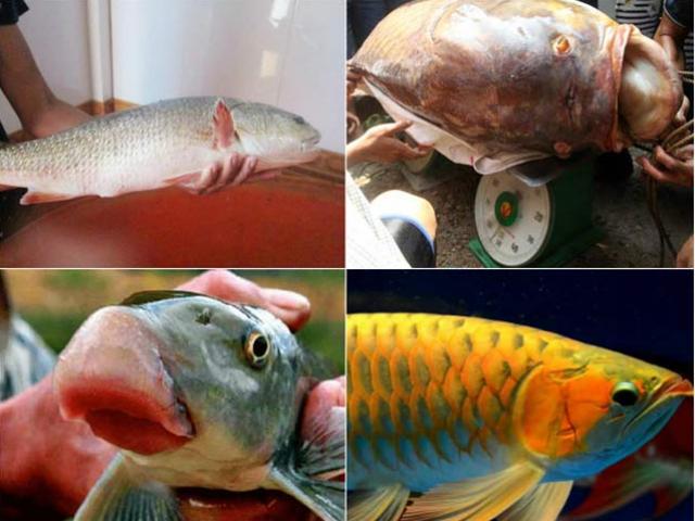 Điểm danh những loại cá bán đắt &quot;như vàng&quot; ở Việt Nam
