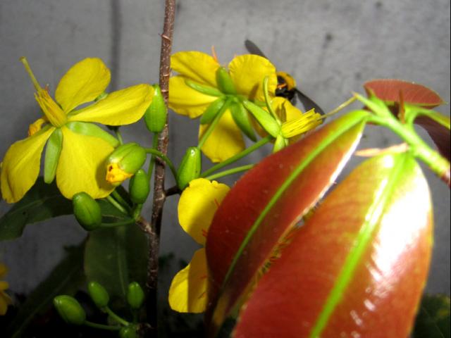 Hoa mai vàng nở sớm 