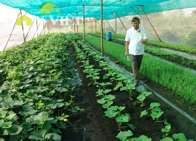 Hà Nội Nông dân miệt mài với vườn rau hữu cơ 5 không  Báo điện tử  VnMedia  Tin nóng Việt Nam và thế giới