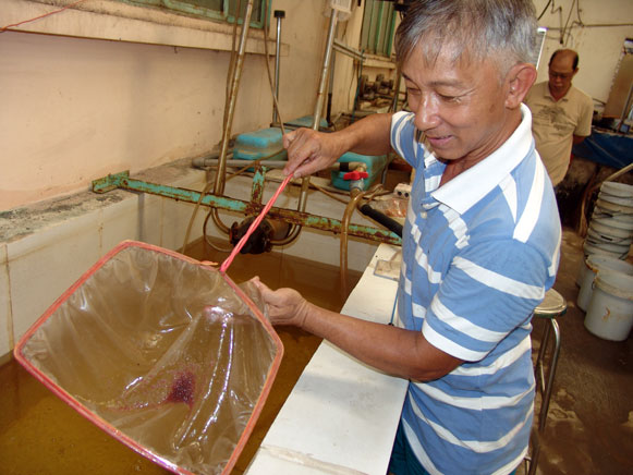 Bạc Liêu Nuôi Artemia  mô hình giúp nông dân nâng cao thu nhập  Ảnh thời  sự trong nước  Kinh tế  Thông tấn xã Việt Nam TTXVN