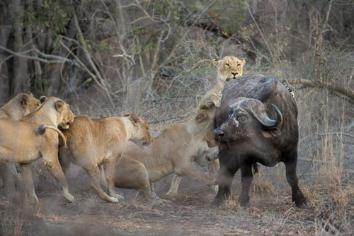 Vén màn" chiến thuật săn mồi của sư tử