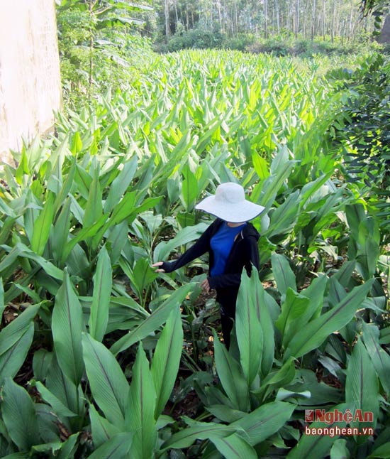 Nghệ đen trồng ở Nghệ An cho nông dân thu nhập khá
