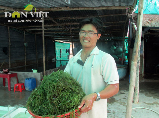 Anh Trần Ngọc Thương khởi nghiệp thành công nhờ mô hình trồng rong nho   Kinh nghiệm làm ăn  Báo ảnh Dân tộc và Miền núi