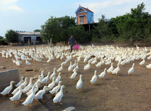 Đẩy mạnh phát triển chăn nuôi ở xã nông thôn mới kiểu mẫu  Cổng TTĐT tỉnh  Hà Tĩnh