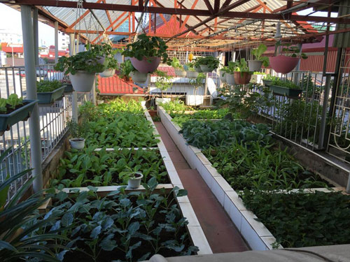 Vườn rau:
Khám phá không gian xanh ngát với vườn rau tươi mát! Năm 2024, chúng ta có thể trồng rau tự nhiên, tươi ngon và an toàn tại nhà với công nghệ nuôi trồng tiên tiến. Dù ở đâu, bạn đều có thể trở thành một nhà vườn đầy thực phẩm tươi ngon từ vườn rau xanh của mình.