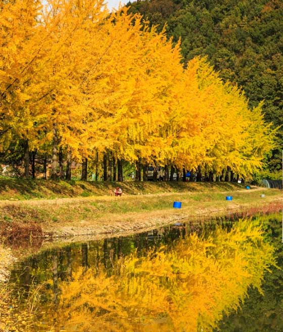 Hãy đến với mùa thu Hàn Quốc để tận hưởng cảm giác thư thái và lạc vào không gian tràn ngập sắc vàng của lá. Hình ảnh đầy màu sắc sẽ chắc chắn khiến bạn bị thu hút.