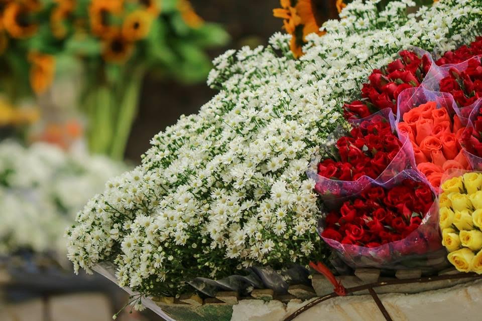 Cúc họa mi Hà Nội: Với lá và cánh hoa lung linh tạo nên vẻ đẹp tuyệt vời của nó, cúc họa mi trở thành một trong những loài hoa nổi tiếng nhất ở Hà Nội. Hãy xem các hình ảnh của cúc họa mi để khám phá vẻ đẹp độc đáo và quyến rũ của loài hoa này.