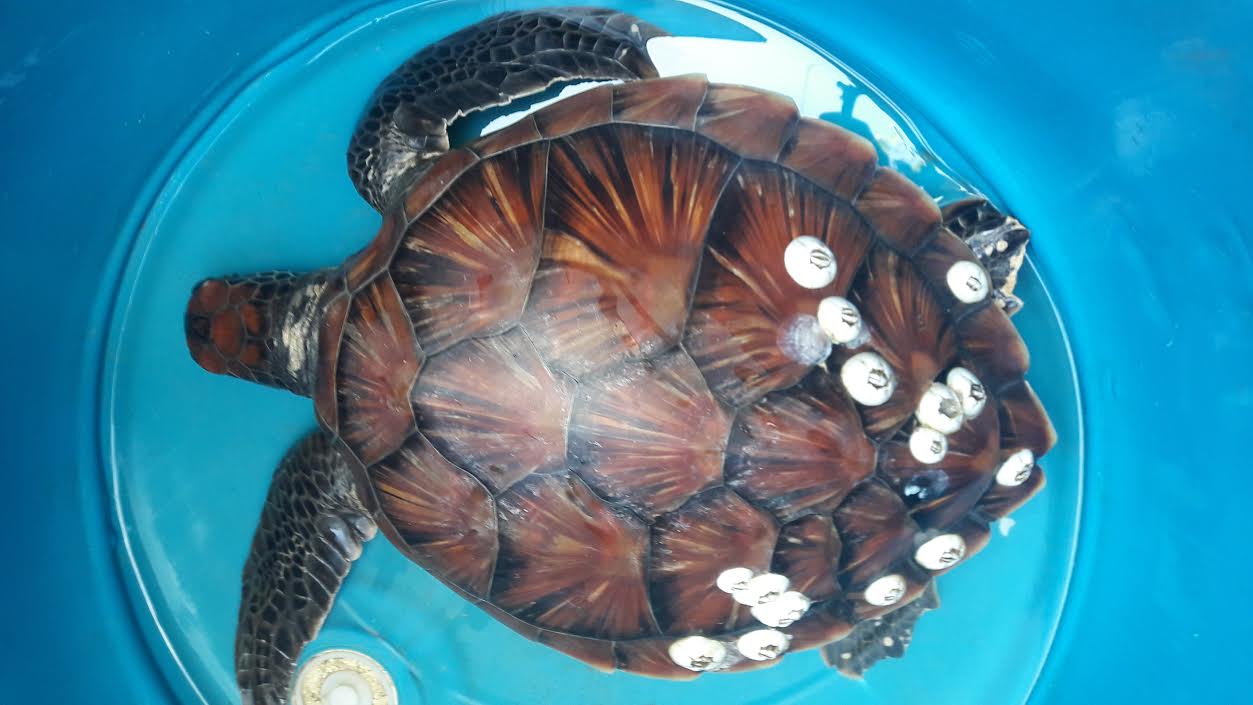 Quảng Nam: Thả rùa biển quý hiếm mắc lưới ngư dân