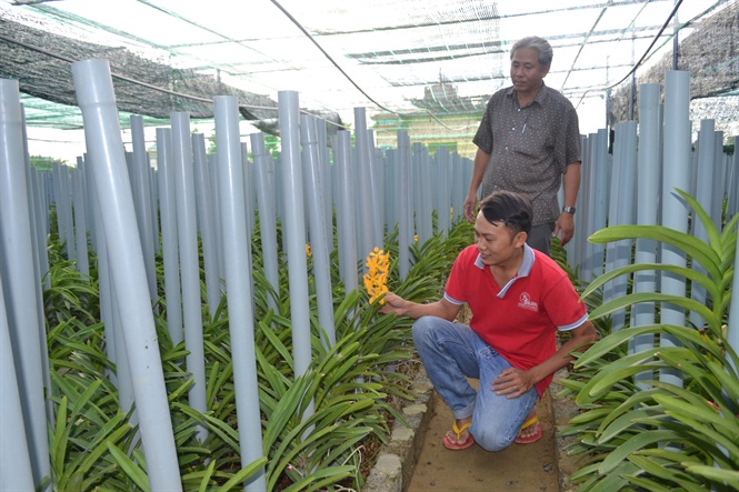 Mô hình trồng lan Mokara ứng dụng công nghệ sinh học  Kỹ Thuật Nuôi Trồng com