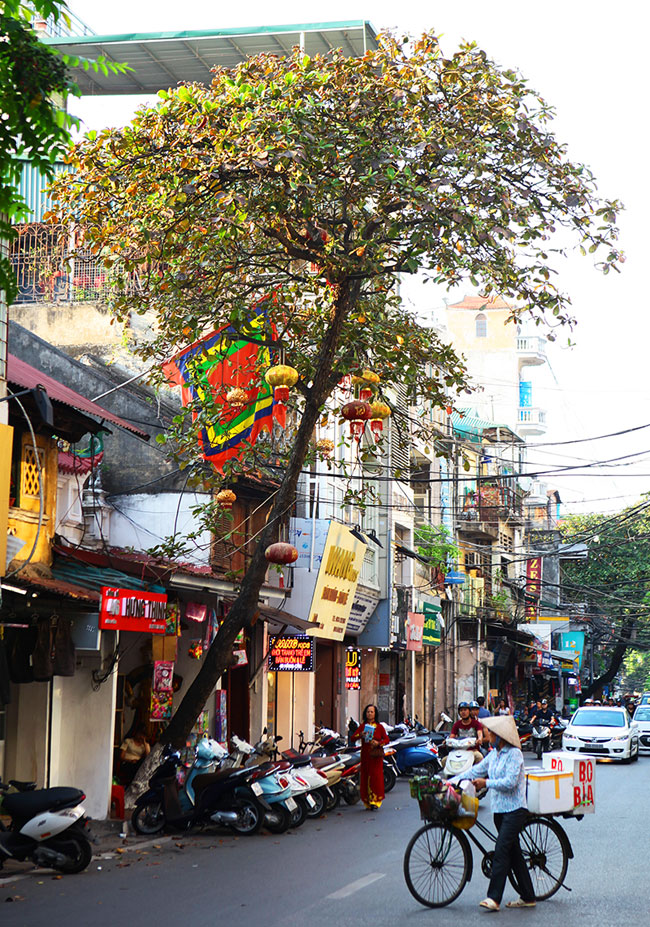 ha noi lang man mua cay bang do la hinh anh 6