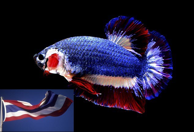 Cá hình cờ Thái Lan: Tưởng tượng một con cá màu sắc đầy sáng tạo được tạo hình thành cờ Thái Lan. Điều này không khác gì một bức tranh trang trí độc đáo, phản ánh văn hóa của Thái Lan và làm cho nó trở thành một điểm tham quan độc đáo và hấp dẫn. Bạn có muốn thưởng thức hình ảnh chi tiết của những con cá này không?