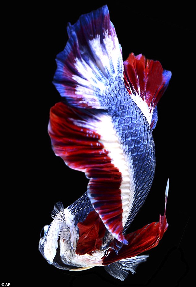 Cá hình cờ Thái Lan là loại cá được ưa chuộng trong việc trang trí và nuôi trong các bể cá. Loài cá có hình dáng thú vị, màu sắc tươi sáng, đặc biệt là có hình cờ Thái Lan trên thân cá. Hình ảnh về những con cá hình cờ đẹp mắt sẽ khiến cho bạn muốn tìm hiểu thêm về chúng và nuôi một con trong nhà.