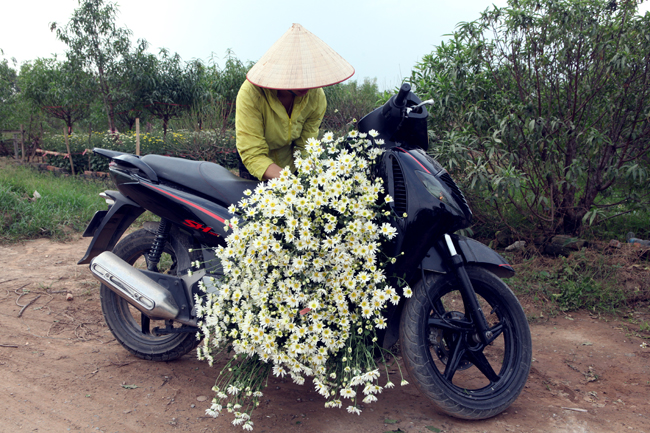 anh: cuc hoa mi duoc mua, nong dan ha noi thu ca tram trieu hinh anh 13