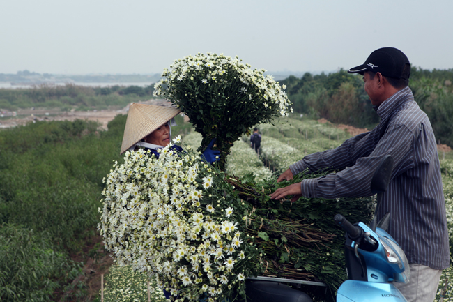 anh: cuc hoa mi duoc mua, nong dan ha noi thu ca tram trieu hinh anh 4