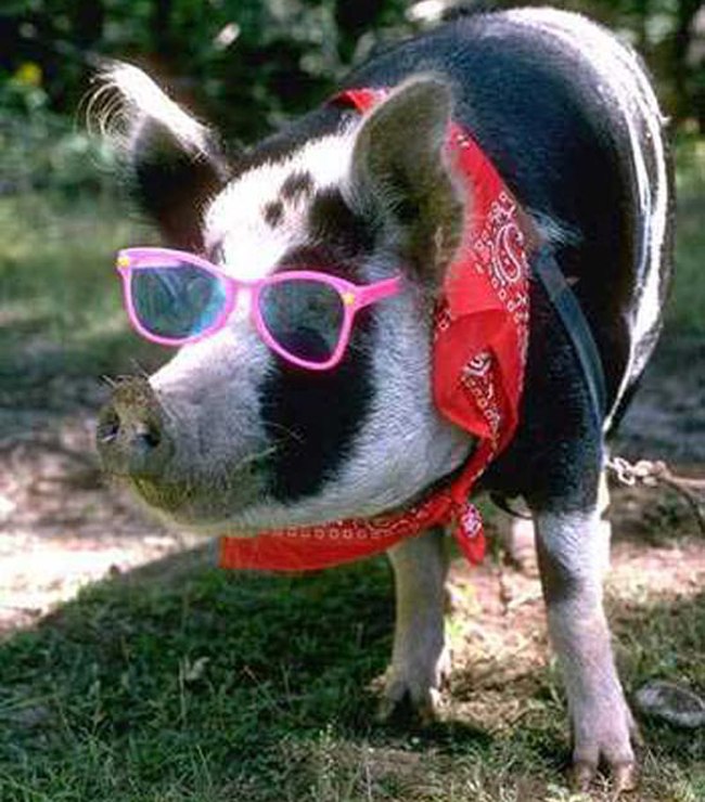 Hình nền chú lợn ủn ỉn hài hước vui nhộn cho điện thoại Iphone đẹp số 3  Lợn  con Lợn Đang yêu