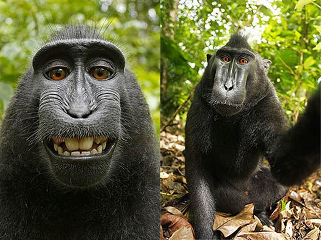 Chú khỉ đáng yêu này đang tạo dáng cười rất đáng yêu đó! Hãy xem hình ảnh của chú ấy để cảm nhận được sự vui vẻ và hài hước mà chú khỉ đem đến cho chúng ta.