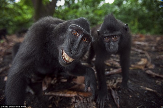 Chắc hẳn không ai có thể cưỡng lại được nụ cười đáng yêu của những chú khỉ trẻ tuổi. Các bức ảnh con khỉ cười sẽ khiến bạn thấy rất thoải mái và đầy niềm vui. Tận hưởng tiếng cười của chúng và cảm nhận sự cuồng nhiệt và đáng yêu của những sinh vật tuyệt vời này.
