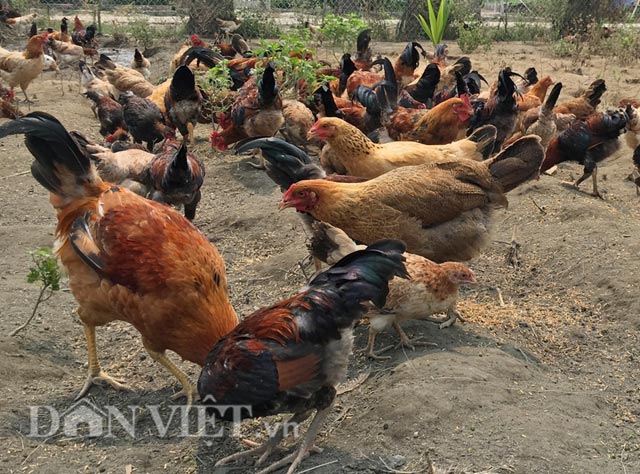 Quy trình nuôi gà thả vườn theo tiêu chuẩn VietGAHP  Chi cục chăn nuôi thú  y tỉnh Bình Định