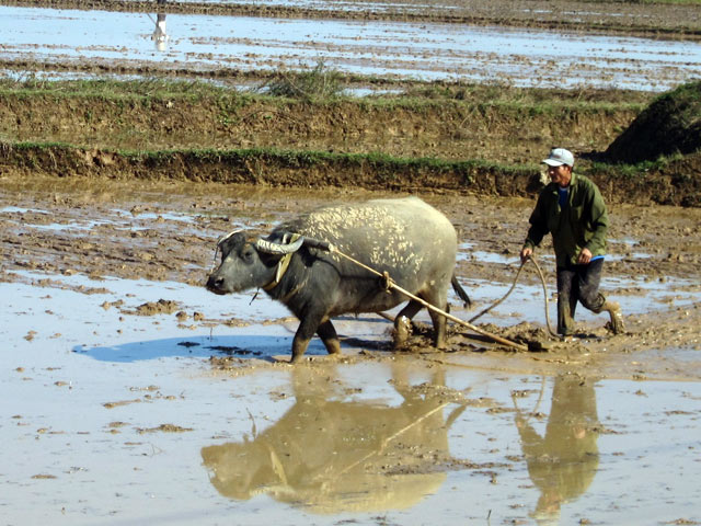Nông dân Việt điều khiển trâu, bò ra sao?