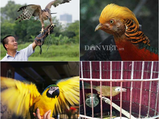 Những loại chim quý giá "khủng" đại gia Việt mạnh tay vung tiền mua