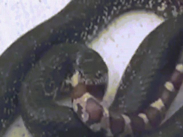 Cận cảnh rắn vua ăn sống rắn hổ đang giãy giụa