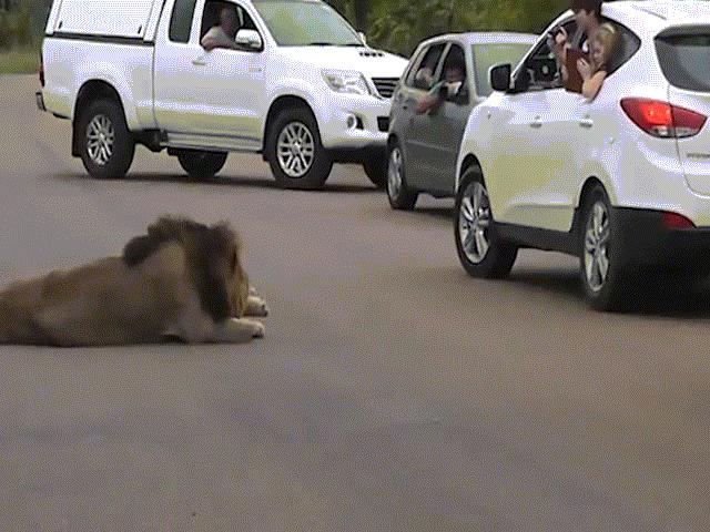 Sư tử dữ ngay trước mặt, dám mở cửa ô tô nhoài ra chụp ảnh