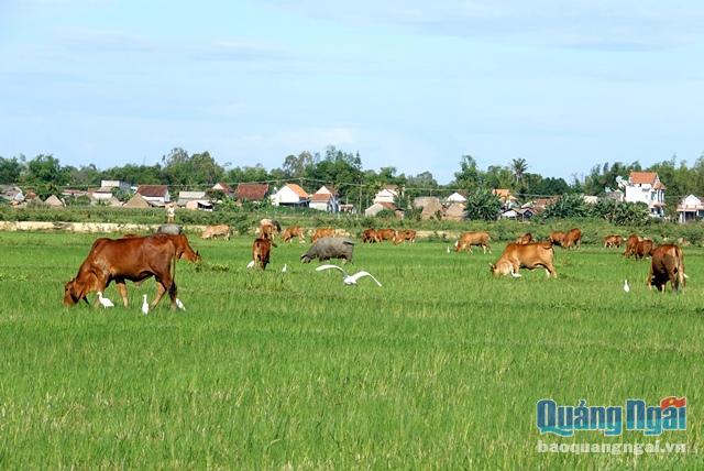 Zebu hóa đàn bò địa phương  Hướng phát triển chăn nuôi bền vững  Gương  điển hình