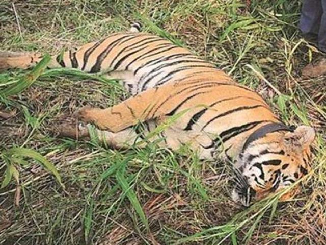 Ấn Độ: Hổ cái giết 4 người ăn thịt đã tự ”nộp mạng”